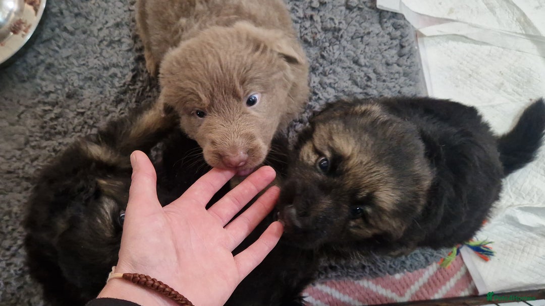 German Shepherd dogs for sale: KC REG GSD PUPPIES FULLY SCORED AND TESTED PARENTS - Image 29