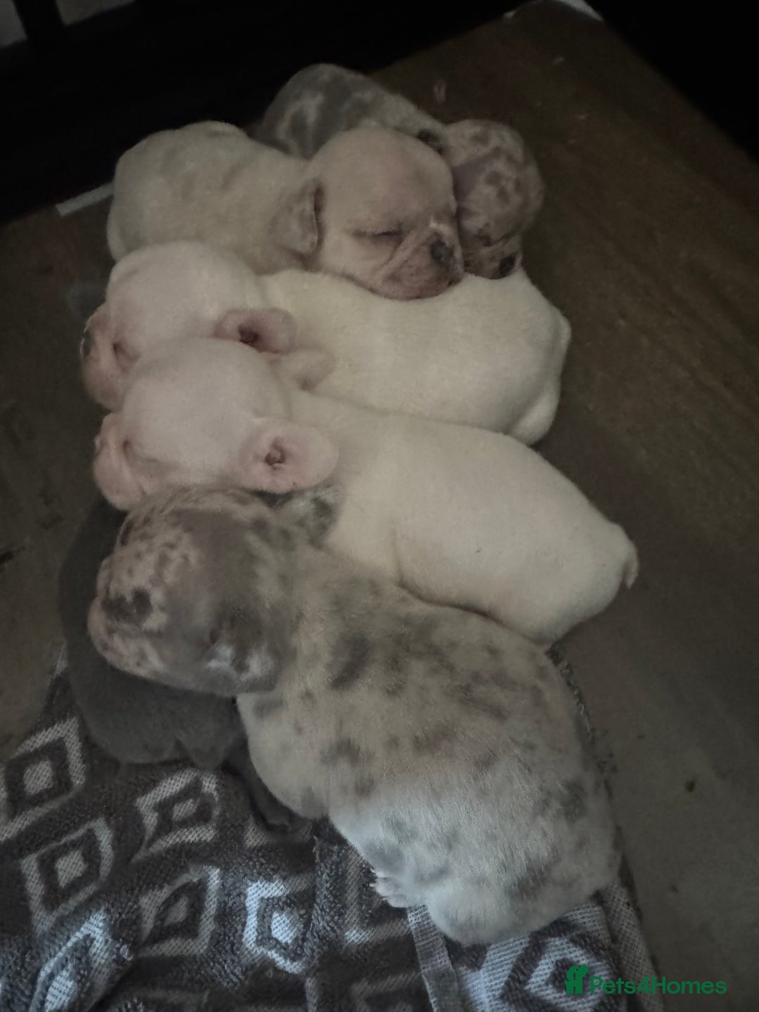 French Bulldog dogs for sale: Adorable French Bulldogs - Image 4