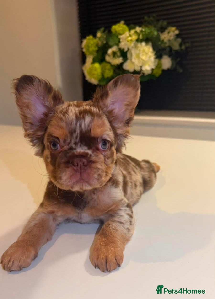French Bulldog dogs French Bull Dogs / KC Registered / Visual Fluffy  - Advert 16