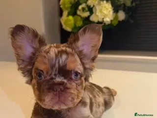 French Bulldog dogs French Bull Dogs / KC Registered / Visual Fluffy - Advert 3
