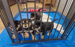 Mixed Breed dogs for sale: Adorable Rottsky Pups - Image 3