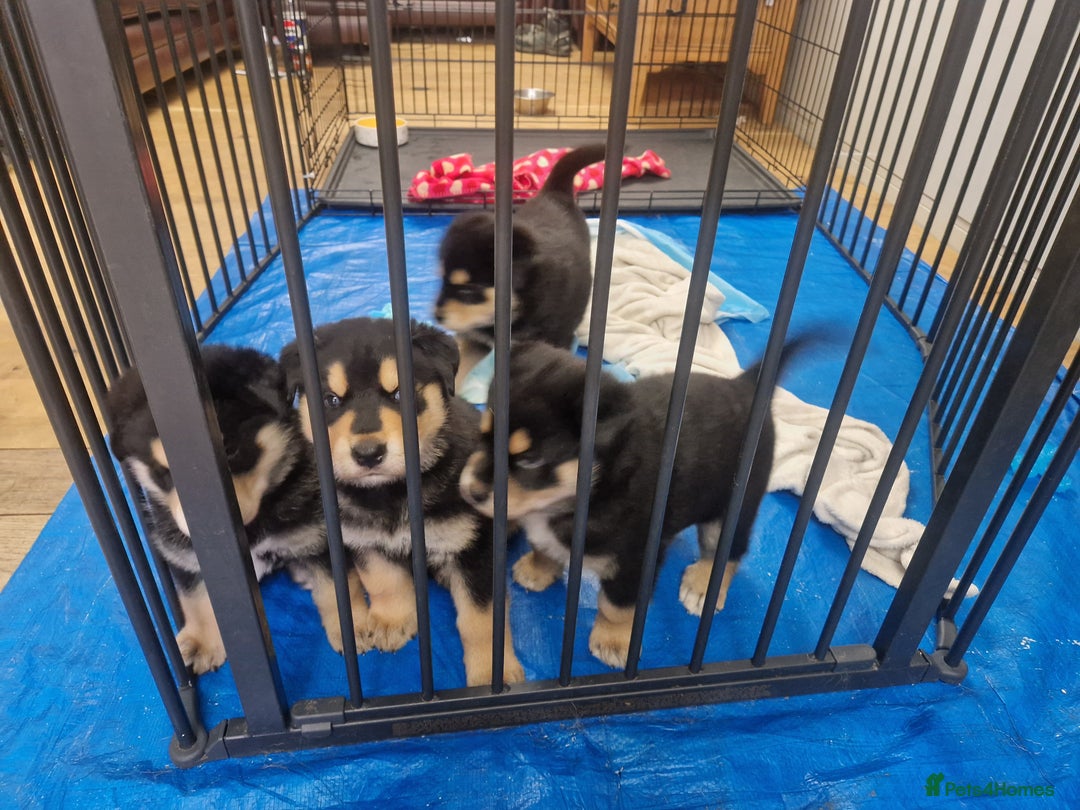 Mixed Breed dogs for sale: Adorable Rottsky Pups - Image 3