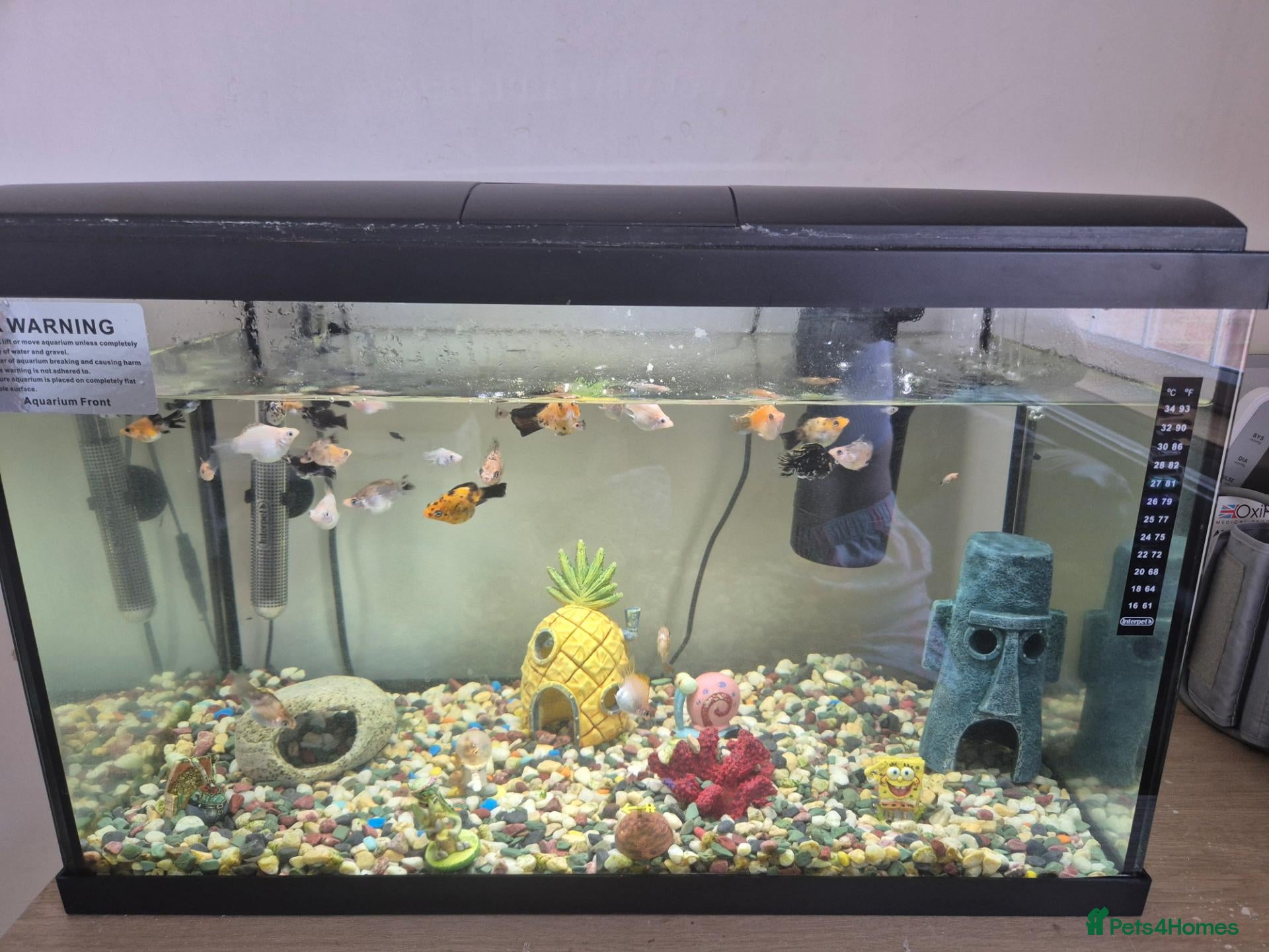 Mollies fish Fish tank with mollies - Advert 2