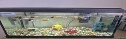 Mollies fish for sale: Fish tank with mollies in St. Neots - Advert 1