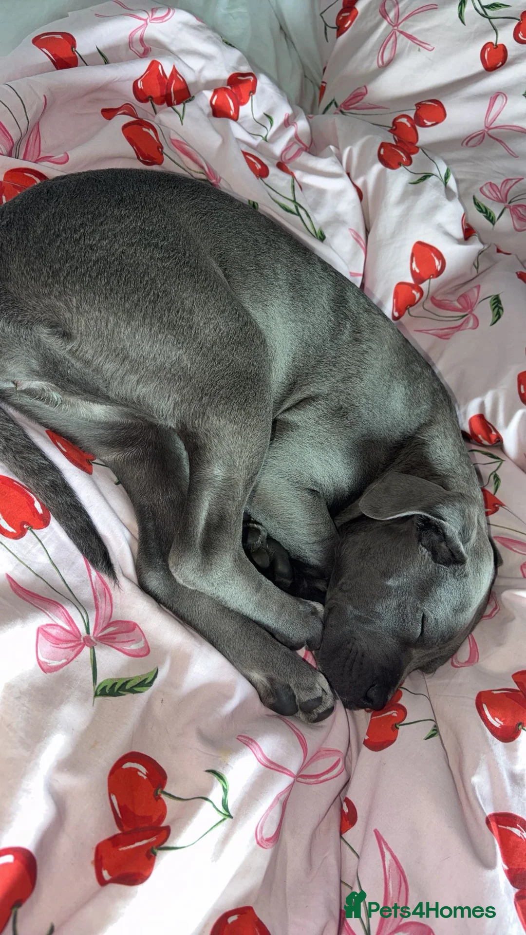 Cane Corso dogs for sale: 4 Month Old Cane Corso  in Leeds - Advert 1