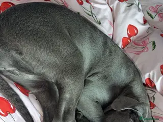 Cane Corso dogs 4 Month Old Cane Corso - Advert 1