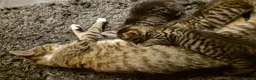 Mixed Breed cats for sale: 2 beautiful kittens for sale! - Advert 12