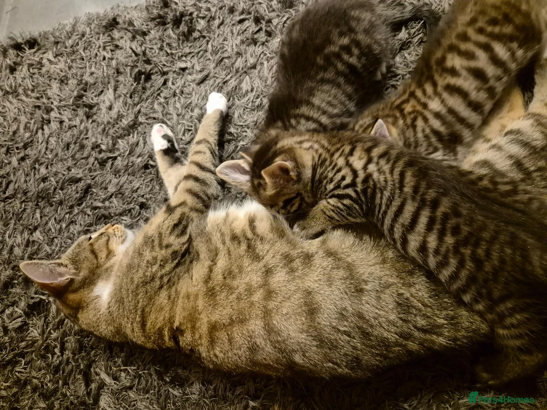 Mixed Breed cats for sale: 2 beautiful kittens for sale! - Advert 12