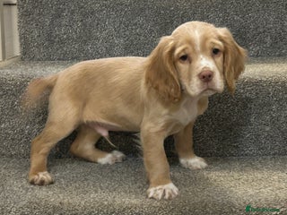 Cocker Spaniel dogs 1 Cocker Spaniel Pup 💙 - Advert 16