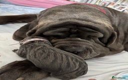Neapolitan Mastiff dogs for sale: Neapolitan mastiff puppies  - Image 6