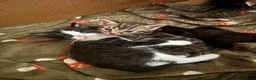 Mixed Breed cats for sale: Adorable British long hair Cross Kittens  - Advert 2
