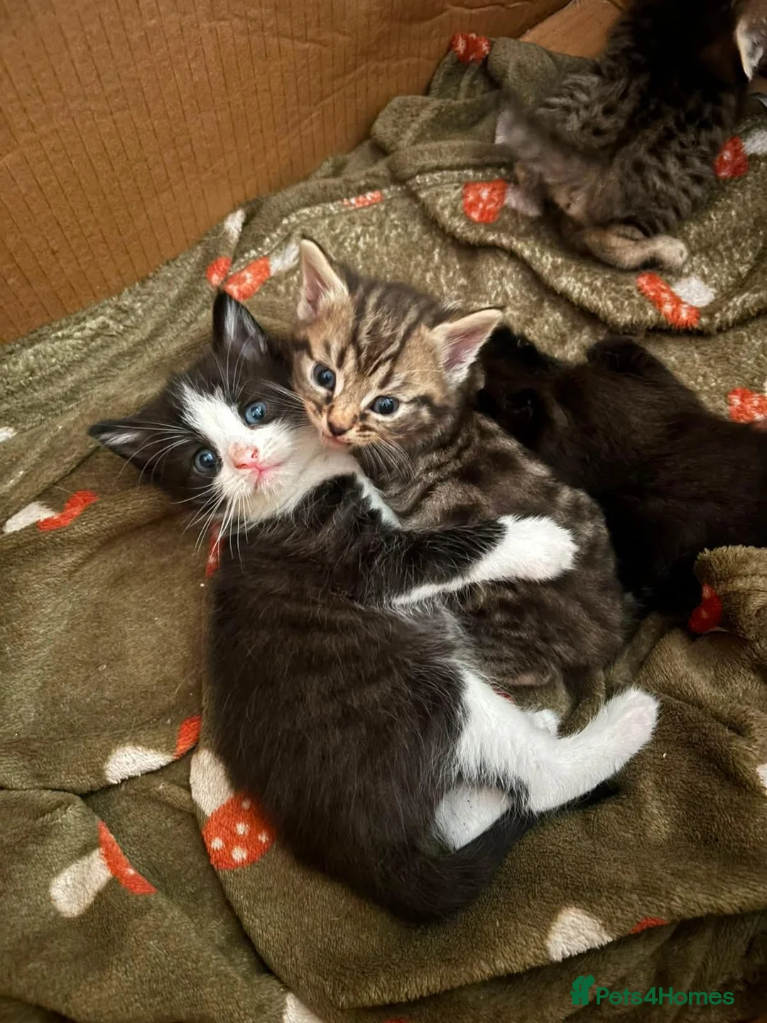 Mixed Breed cats for sale: Adorable British long hair Cross Kittens  - Advert 2