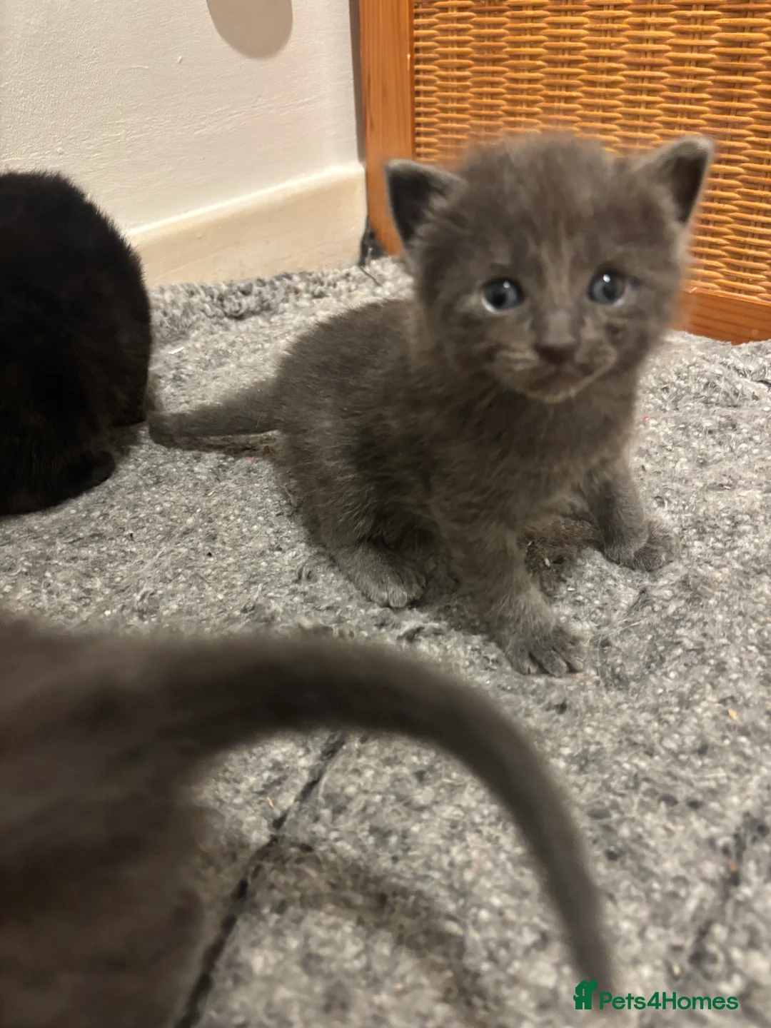 Mixed Breed cats for sale: Beautiful ragdoll x kittens  - Advert 3