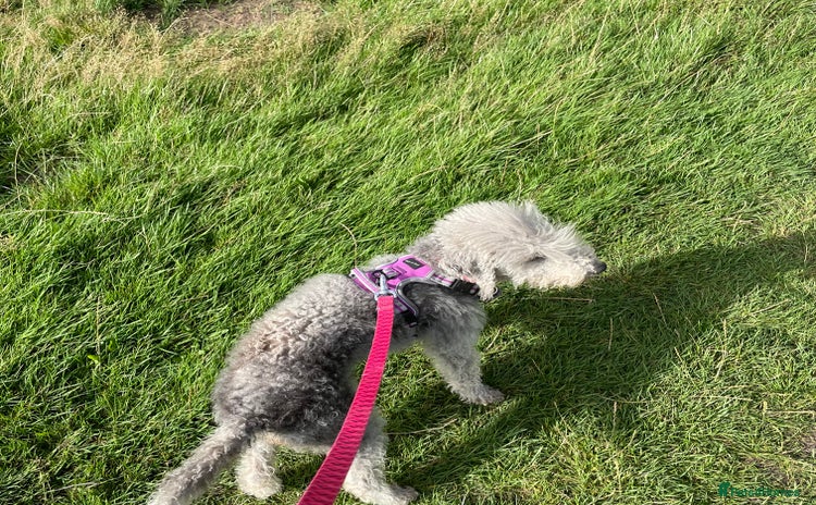 Bedlington Terrier dogs - Advert 1