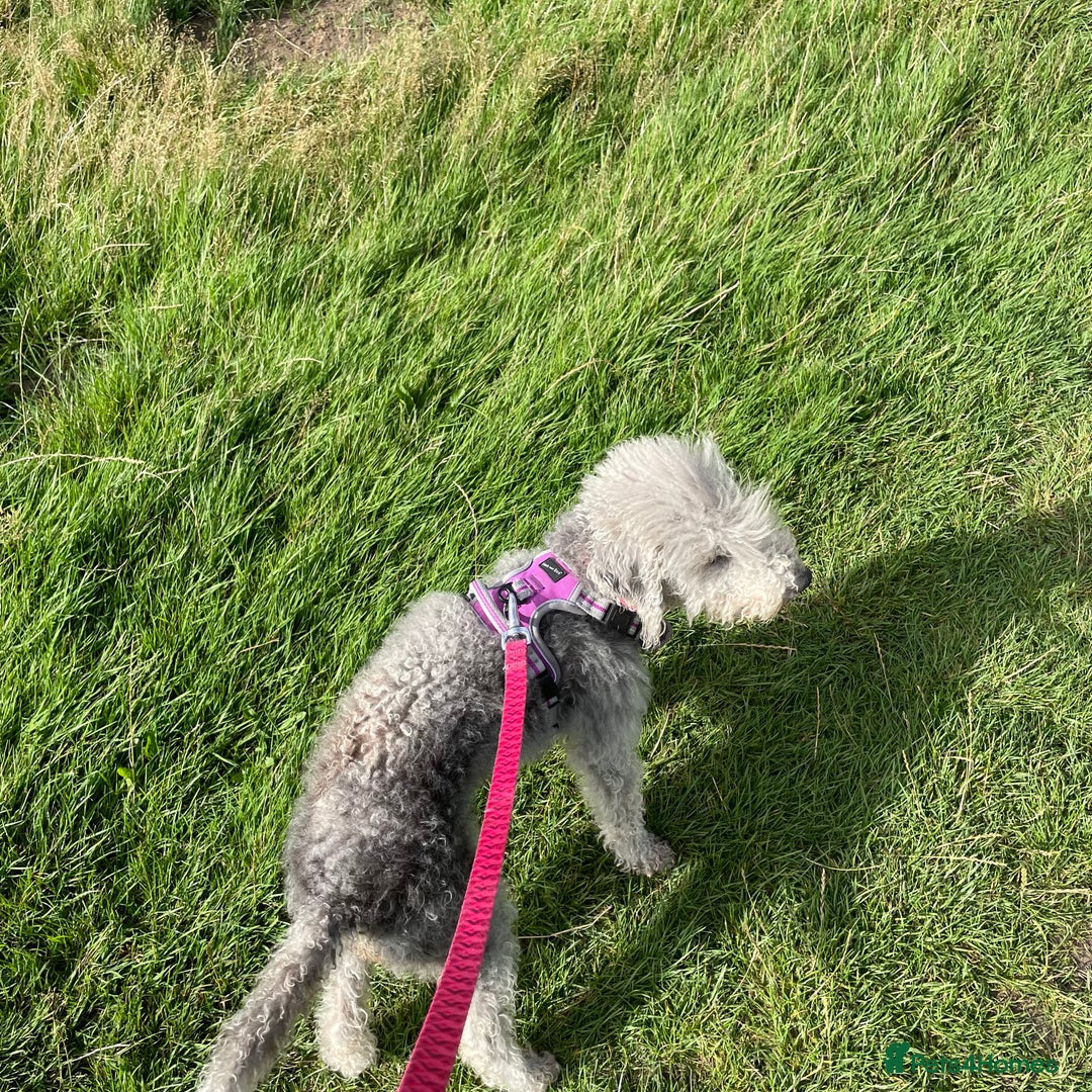 Bedlington Terrier dogs for sale: Bedlington Terrier - bitch for sale - 4 years old - Image 1