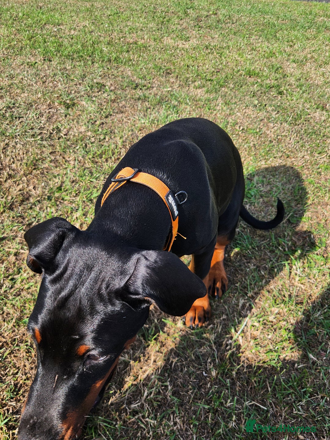 Dobermann dogs for sale: 1 Female available kc reg working line dobermann in Durham - Image 8