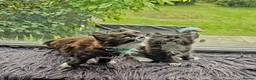 Mixed Breed cats for sale: Two fluffy kittens looking for forever loving home - Advert 10