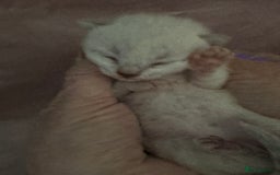 Bengal cats for sale: Beautiful Bengal Kittens - 4 boys, 1 girl - Image 6