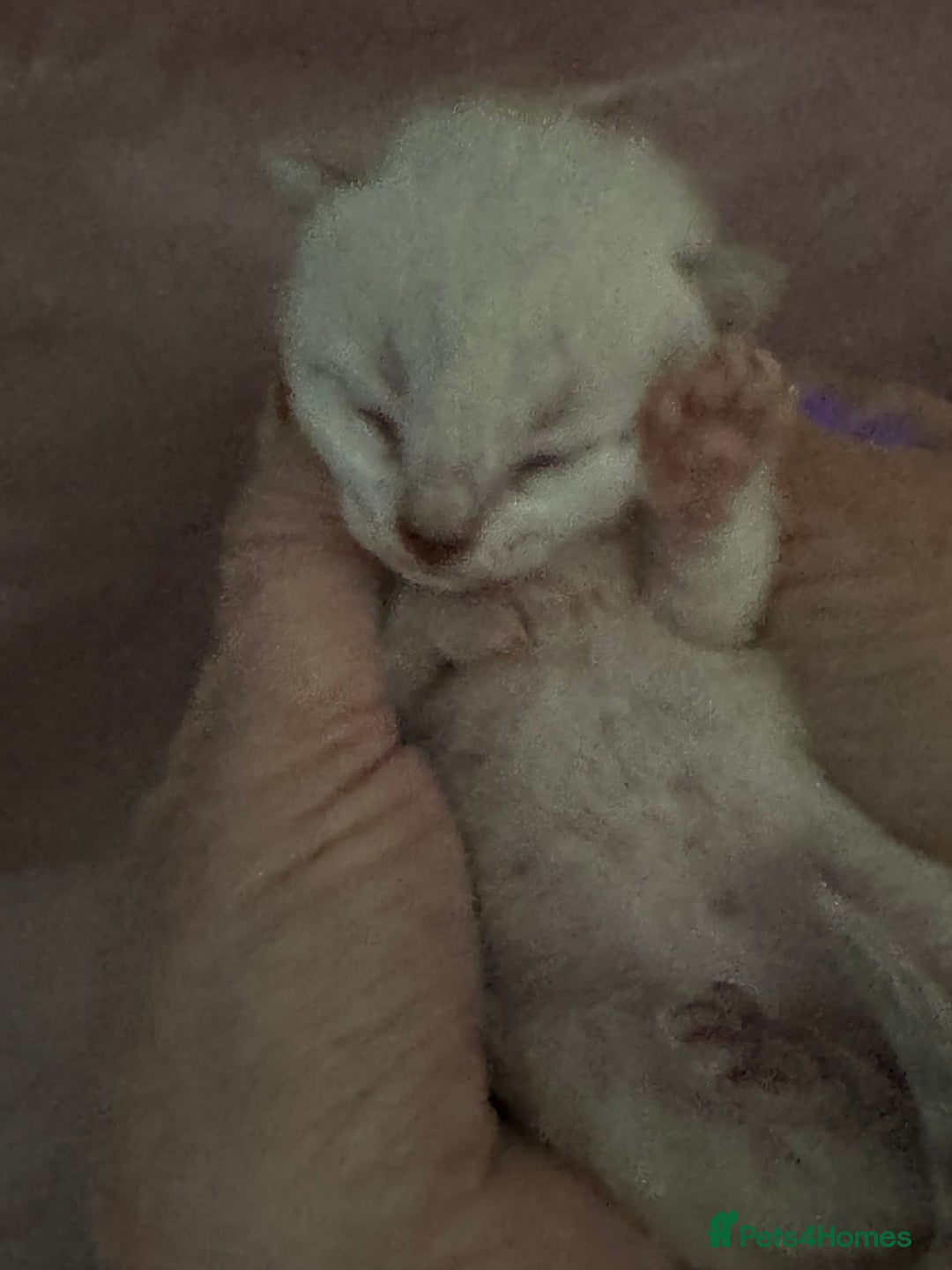 Bengal cats for sale: Beautiful Bengal Kittens - 4 boys, 1 girl - Image 6