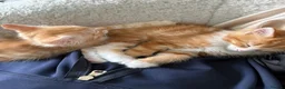 Mixed Breed cats for sale: Ginger Boys  - Advert 5
