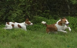 Brittany Spaniel dogs for adoption: Danny is a lovely  boy looking for the best home  - Image 6