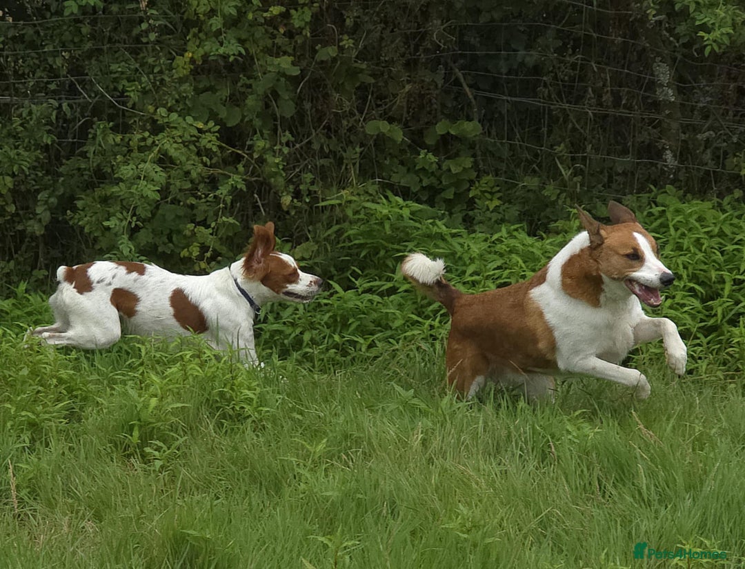 Brittany Spaniel dogs for adoption: Danny is a lovely  boy looking for the best home  - Image 6