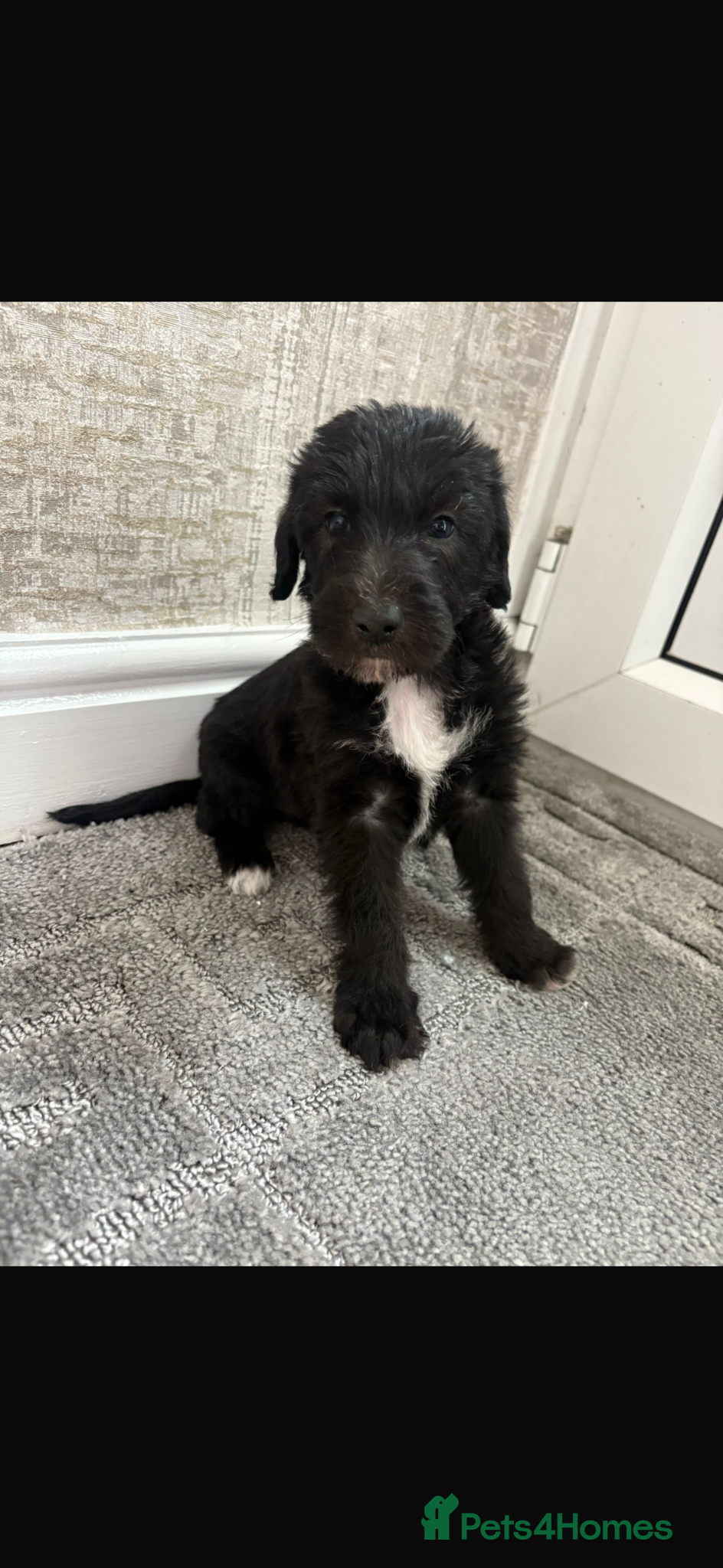 Bedlington Terrier dogs Bedlington whippet  - Advert 3