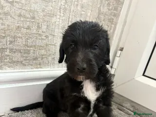 Bedlington Terrier dogs Bedlington whippet - Advert 3