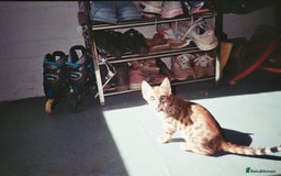 Bengal cats for sale: Beautiful bengal looking for new home - Image 4