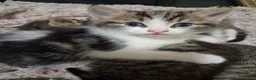 Ragcoon cats for sale: 3 beautiful ragdoll cross bengal mix kittens - Advert 3