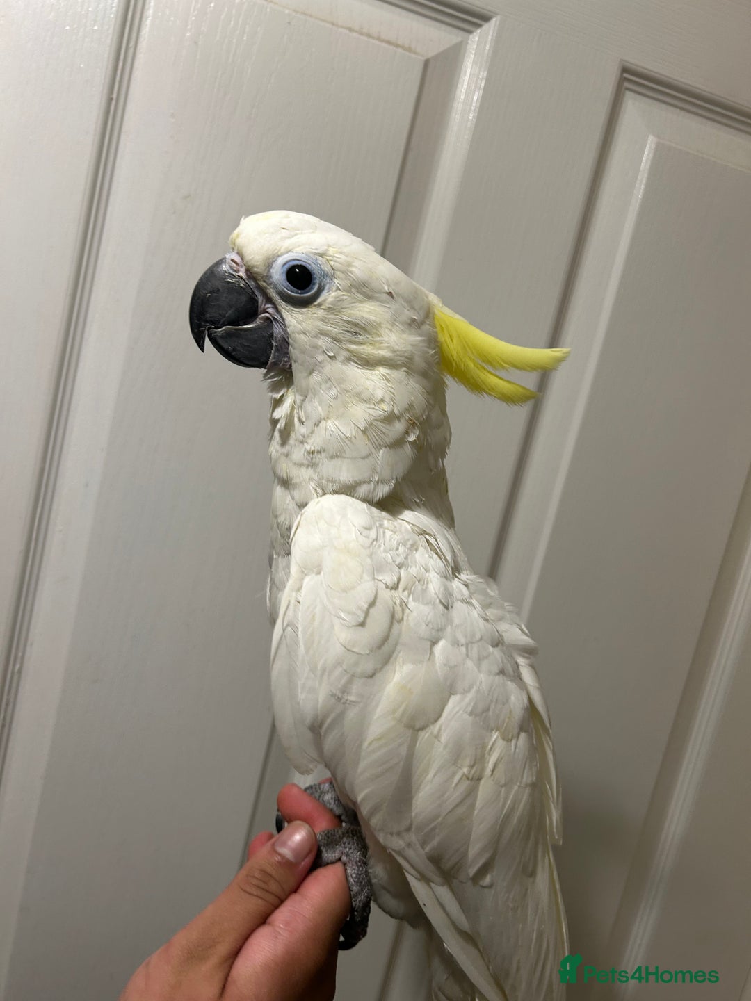 Parrots birds for sale: Hand Reared Baby Triton Cockatoo - Image 2