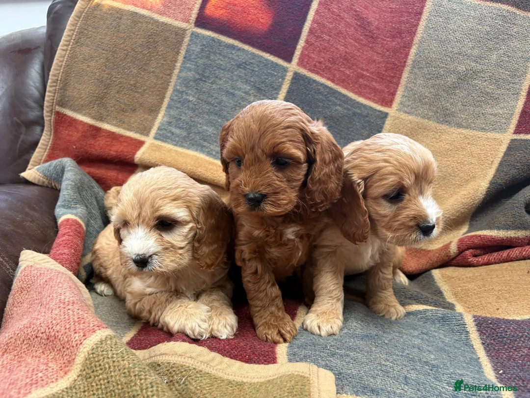 Cavapoo dogs for sale: Beautiful Cavapoo puppies  - Advert 1