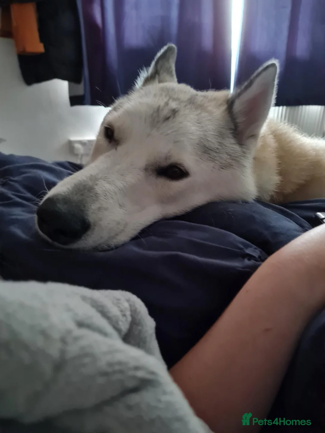 Mixed Breed dogs for sale: Shepskys 😍  in Colchester - Advert 2