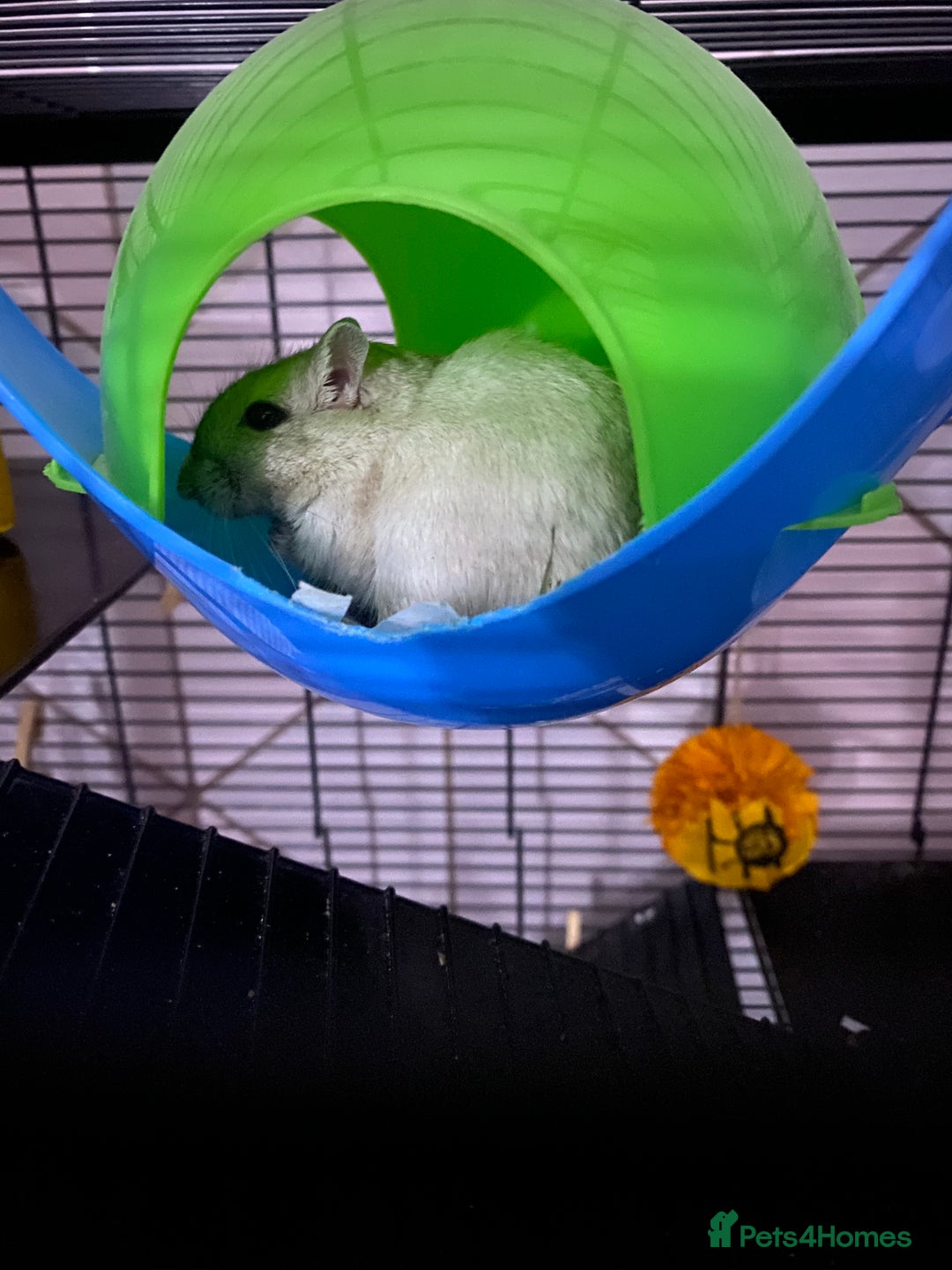 Gerbil rodents for sale: 2 male gerbils for sale (Milo&mickey) - Advert 5