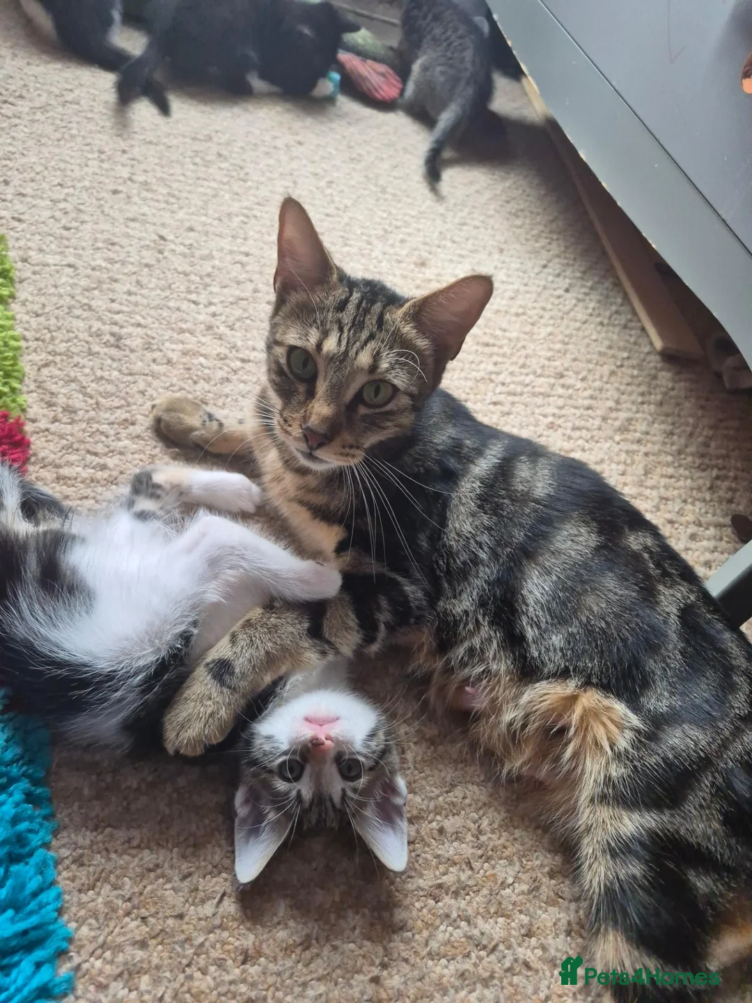 Mixed Breed cats for sale: Kittens - Advert 1