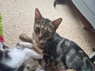 Mixed Breed cats Kittens - Advert 1