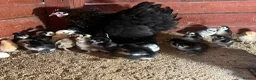 Chickens poultry for sale: Day old Pekin chicks for sale  - Advert 2