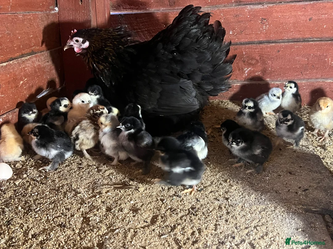 Chickens poultry for sale: Day old Pekin chicks for sale  - Advert 2