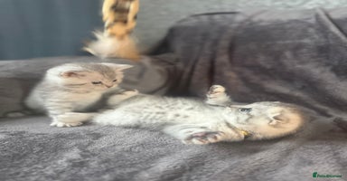 Scottish Fold cats 2 Adorable Scottish fold kittens left  - Advert 15