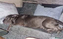 Olde English Bulldogge dogs for stud: Dog's name D.j  - Image 2
