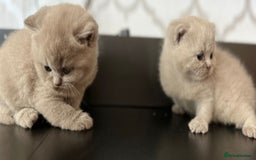British Shorthair cats for sale: British Shorthair Kittens - Image 6