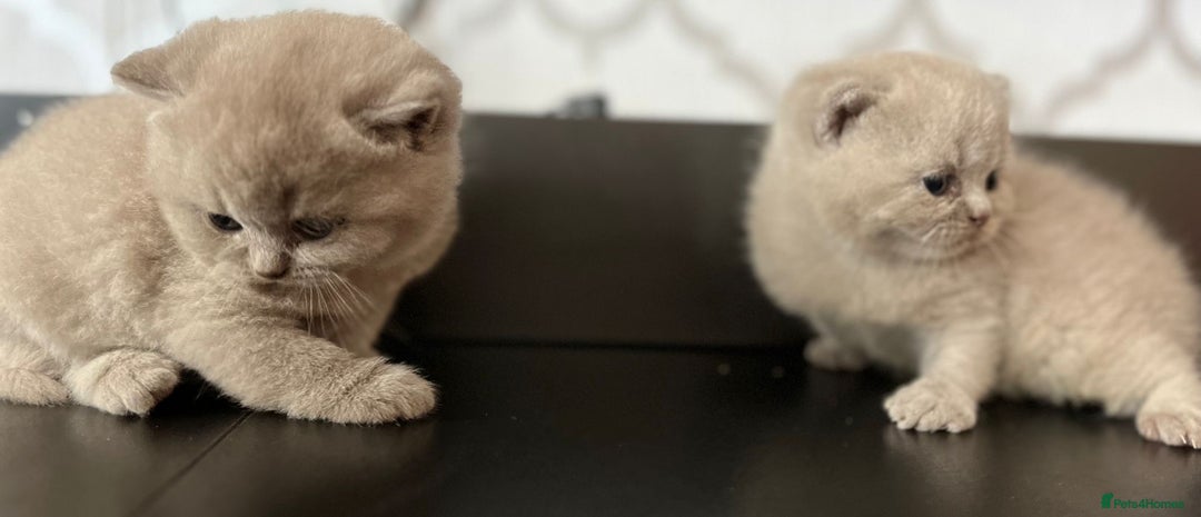British Shorthair cats for sale: British Shorthair Kittens - Image 6