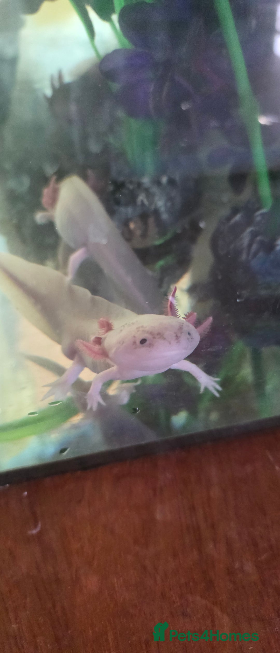 Axolotl reptiles for sale: 4 young Axolotls. Three leucistic/ one wild type.  - Advert 5