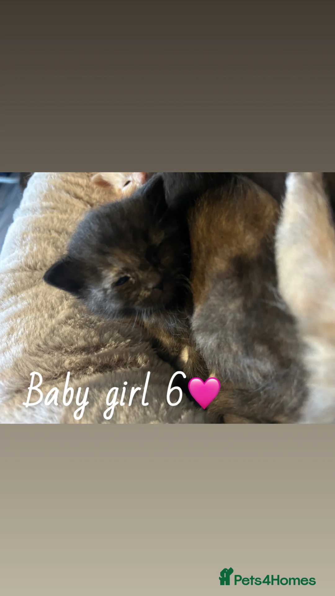 Mixed Breed cats for sale: Beautiful babies for sale🩷 in Chester - Advert 2