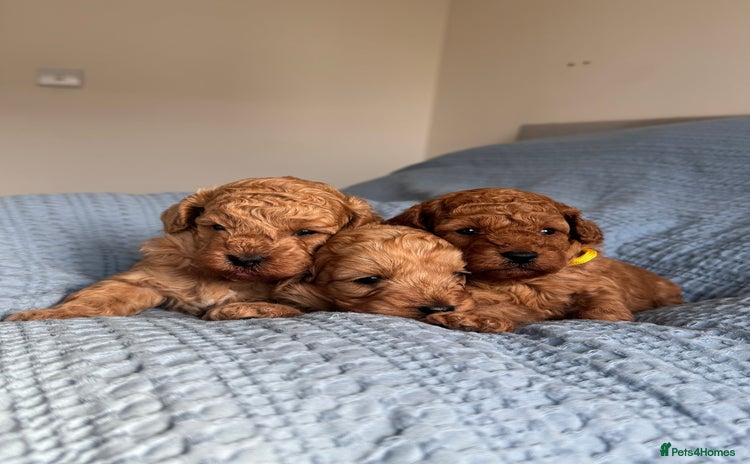 Cavapoo dogs - Advert 15