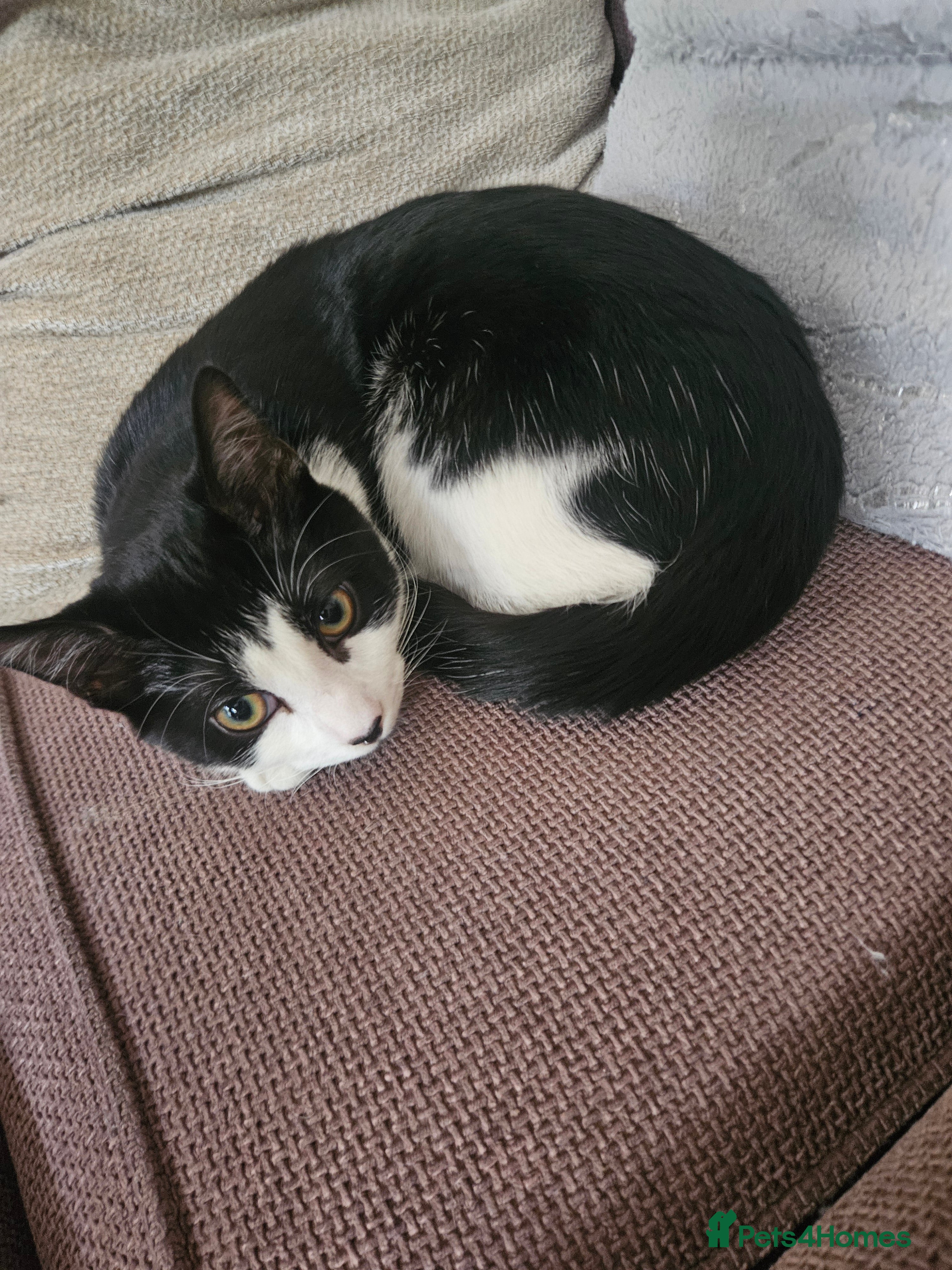 Domestic Shorthair cats 5 month old kitten - Advert 1