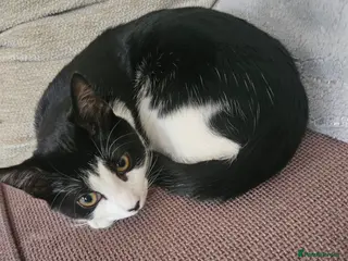 Domestic Shorthair cats 5 month old kitten - Advert 1