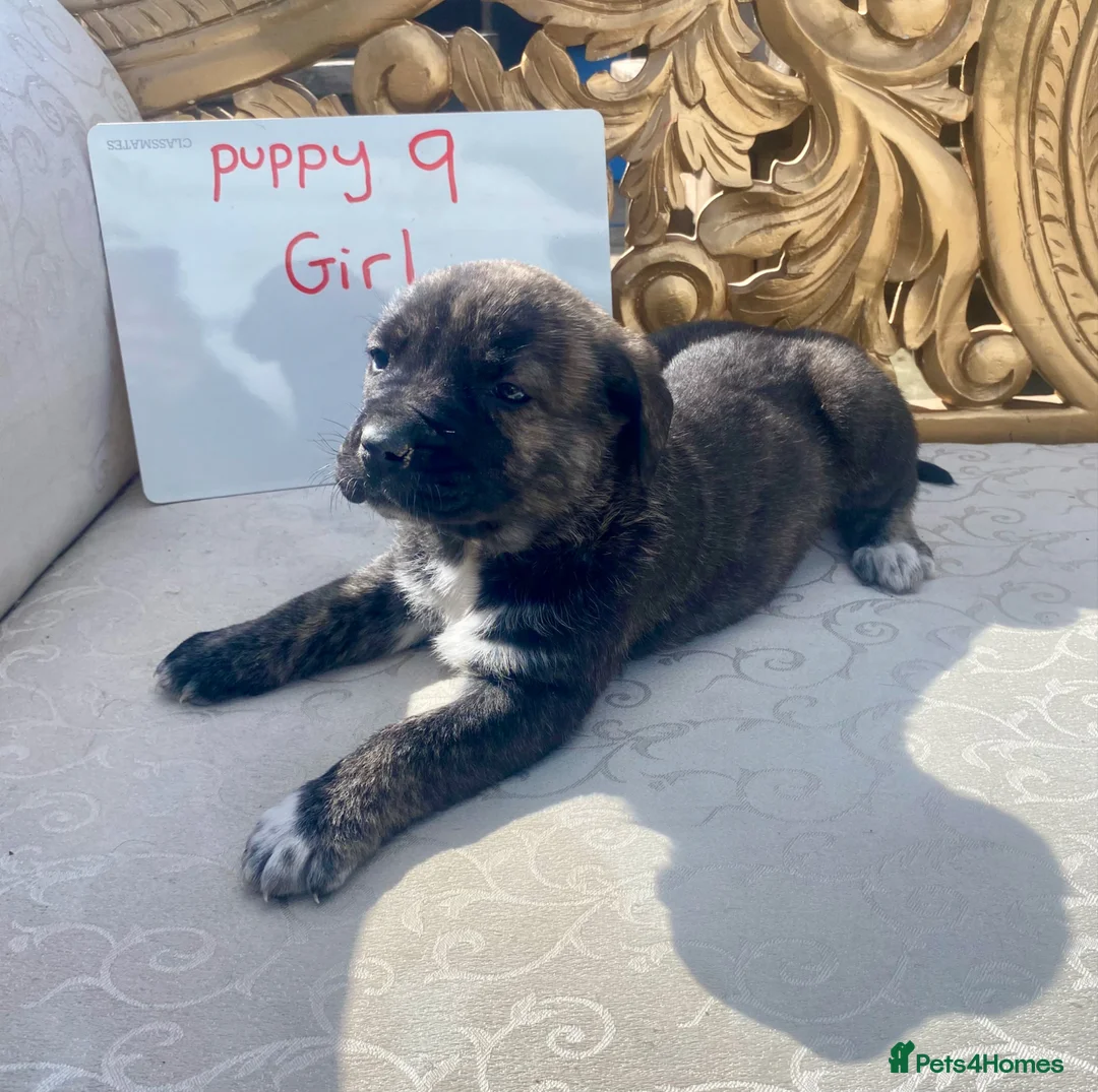 Mixed Breed dogs for sale: Stunning big Health strong puppies  in Leicester - Advert 22