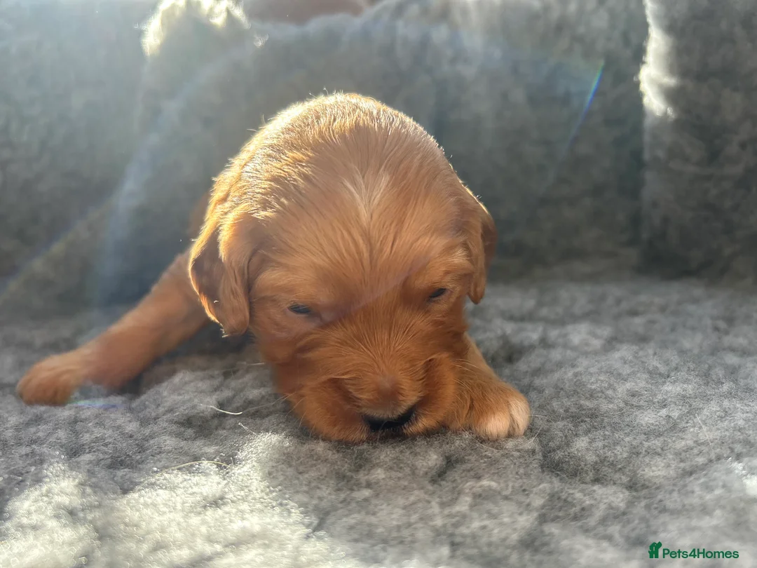 Mini Goldendoodle dogs for sale: F1 Mini Goldendoodle Puppies- Home raised   - Advert 34