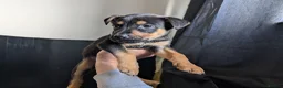Mixed Breed dogs for sale: Mixed breed shepherds for sale - Advert 16